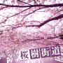 桜樹街道.kozatosnow.png